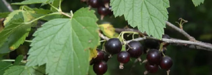 Лёгкий аромат ушедшего лета: Blackberry&Bay Cologne и Body&Hand Wash Gel Moussant от Jo Malone