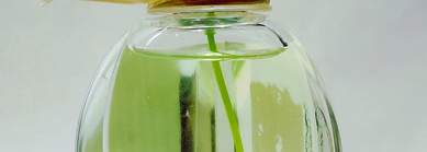 Парфюм Herbae pаr L'Occitane. Судью на мыло! Ой, подождите-ка