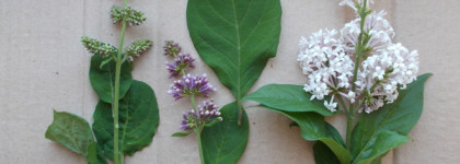 Почему я не люблю сирень и причём тут бабочки: "Сирень после дождя" от Brocard