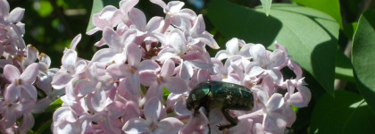 Почему я не люблю сирень и причём тут бабочки: "Сирень после дождя" от Brocard