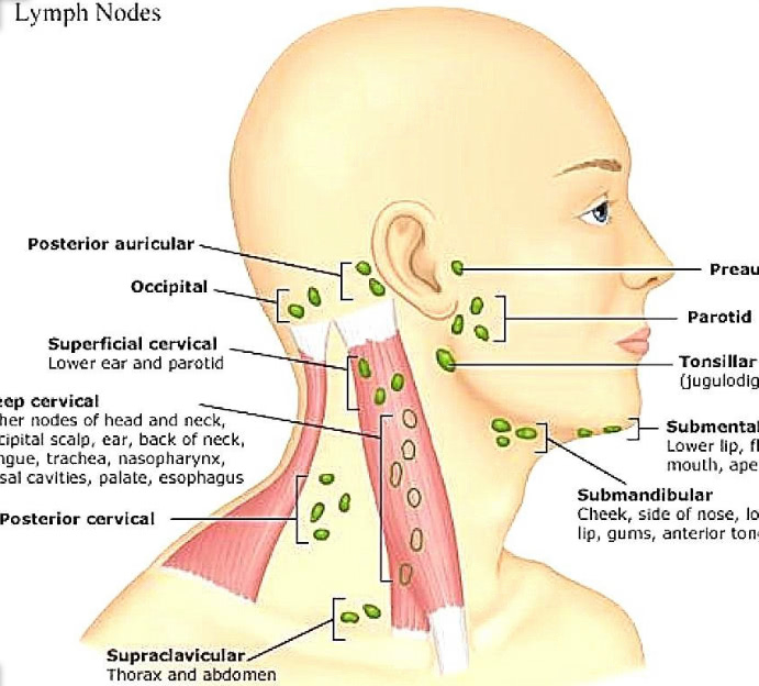 Лимфатичечкая система шеи и головы