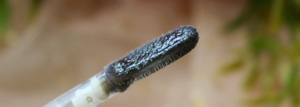 Чёрный блеск для губ со спецэффектами. Catrice Max it Up Lip Booster Extreme в оттенке 060 Good Girl Gone Bad