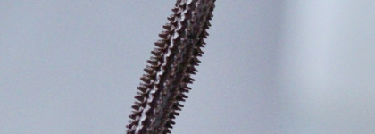 Vivienne Sabo Chocolate Lavender Volume Mascara в оттенке 01 Brown: а где же шоколад?