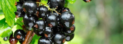 Edgardio Chilini, Madness of Blackcurrant. Приятный и… такой родной