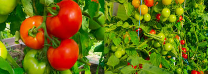 Во саду ли, в огороде… Edgardio Chilini, Theme Tomato