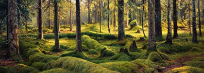 Amigdala Sentimentals, Attila: шипр для любителей классики и необычных "современностей"