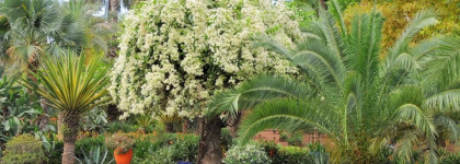 Le Jardin Retrouve, Jasmin Majorelle – все белые цветы в одном "букете"