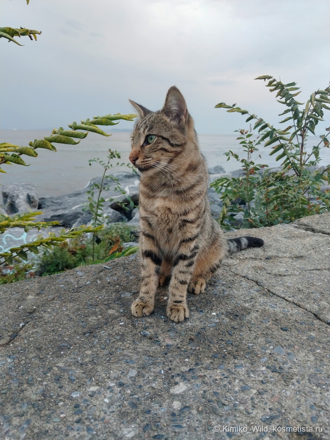 Котики караулят улов рыбаков, но кошачей "сушке", которую всегда ношу с собой в Стамбуле, тоже было рады :)