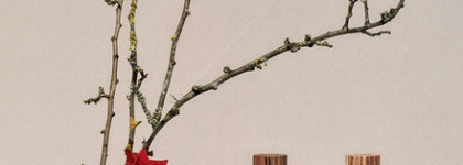 Сочная мякоть спелых персиков: Loewe Solo Ella