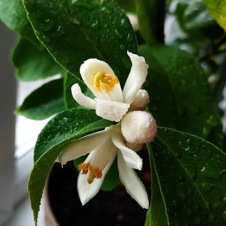 Ассоциация: цветок лимонного дерева. Фото из интернета.