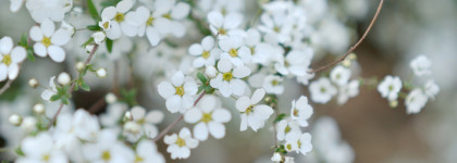 Flower by Kenzo. Мягкий тальковый бумажный неземной цветок с Белой Планеты