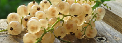 Lucia Bright Aura Oriflame. Белая смородина с лимонным чаем и голубыми незабудками