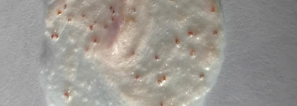 Гоммаж Yves rocher Reveiller gommage Eclat a l'anthemis* BIO awaken glow scrub