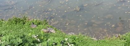 Римские каникулы. Прогулки по городу и окрестностям с привязкой к ароматам