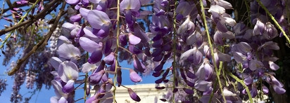 Guerlain Aqua Allegoria. "Аллегорий" много не бывает. Или.