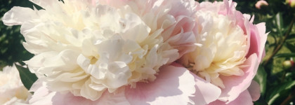 Lust in Paradise Ex Nihilo. Любимые пионорозы