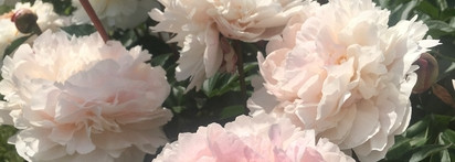 Lust in Paradise Ex Nihilo. Любимые пионорозы