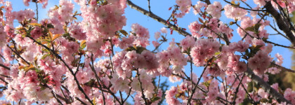 Blossom Love Amouage - аромат-химера. Сакура. Апрель