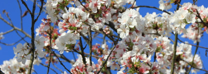 Blossom Love Amouage - аромат-химера. Сакура. Апрель