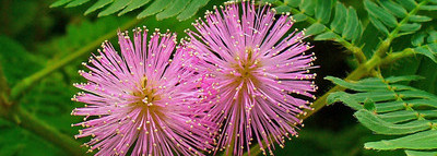 Mimosa pour moi. Три моих аромата с нотой мимозы