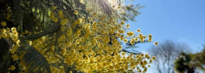 Mimosa pour moi. Три моих аромата с нотой мимозы