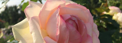 Всемирный день парфюмерии и моя новая муза — Ex Nihilo Spiky Muse EDP