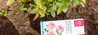 Ещё немного воспоминаний об отпуске с кремом для лица увлажняющим «Роза» Крымская роза