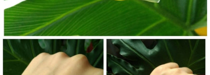 Ретинол - обязательный компонент в уходе за кожей лица для девушек 30+. Сыворотка с ретинолом от Azelique