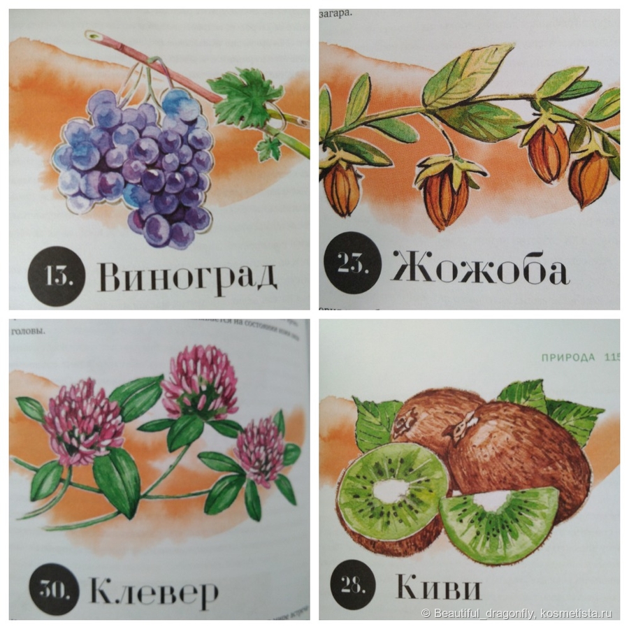 Иллюстрации природных ингредиентов