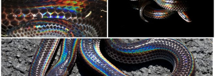 Анималистичный принт в тренде не только в одежде, но и в расцветке патчей! Микроигольные патчи с пептидом Syn-Ake от мимических морщин от BLOM