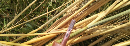 Первое знакомство разочаровало, а второе очаровало. Лак для ногтей от Golden Rose wow nail colour №91