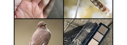 Долгожданные новинки от бренда StasyAlex