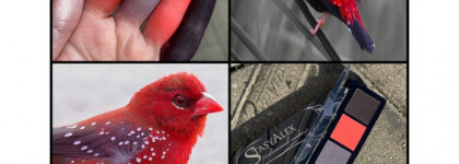 Долгожданные новинки от бренда StasyAlex