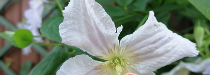 Мандариновый Nailor Goncharova