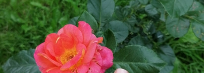 Два нюда от Anny: Nude и Like a virgin