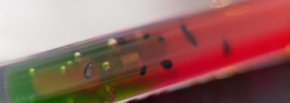 Самый летний, самый сочный «арбузный» блеск для губ - Beauty Bomb Jelly Jam в оттенке 01 Watermelon