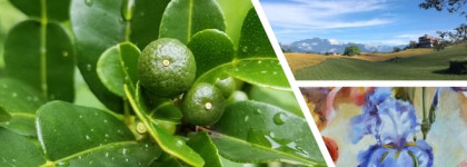 Летний и бодрящий аромат, как глоток холодной воды в зной infusion d'iris Prada