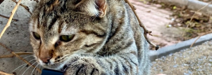 Лучшая тушь 2023 - Сияна «Универсальная»Тушь для ресниц ультра-синяя