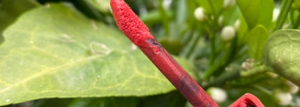 Bourjois Rouge Edition Velvet Lipstick – легендарная губная помада в летнем оттенке 04 Peach club