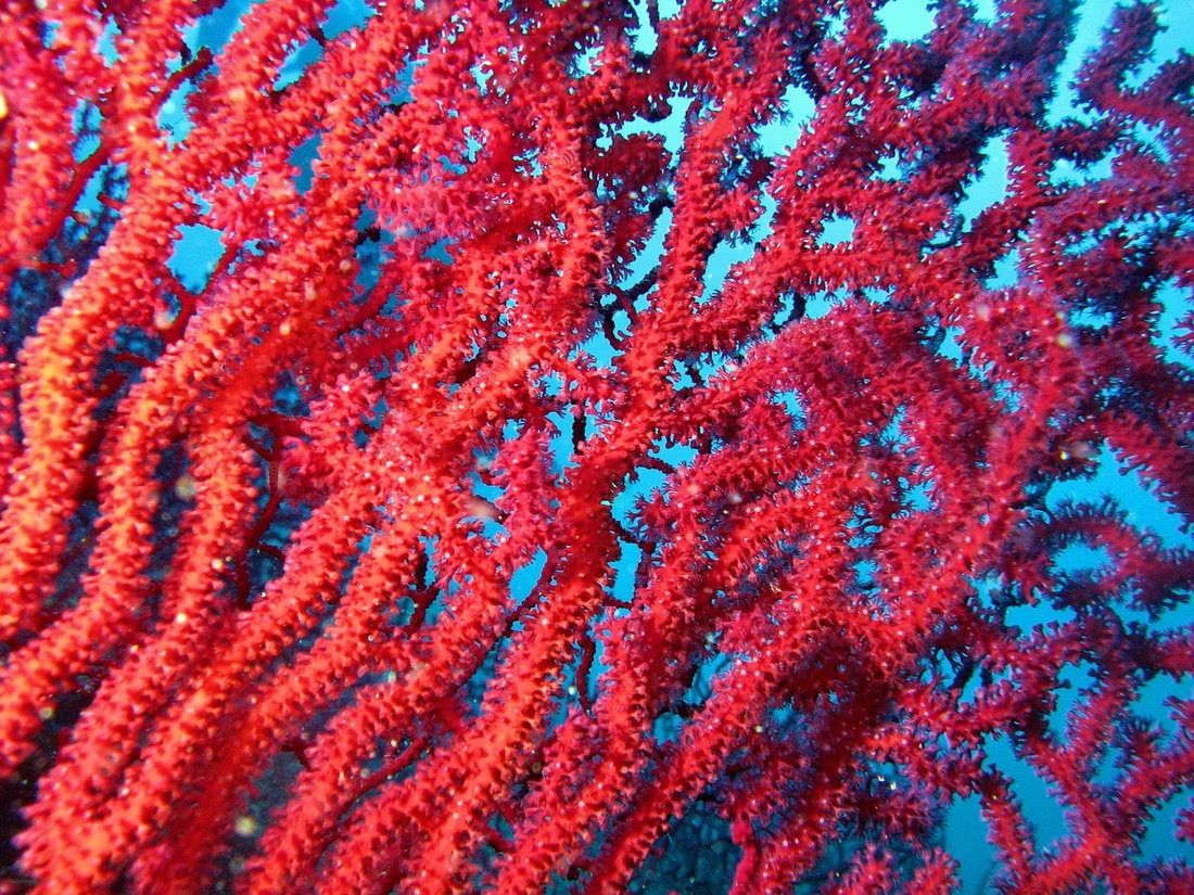Цвет лака словно кораллы в красном море