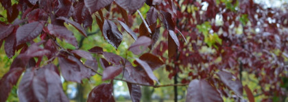 Запах города. Так пахнет осенний городской парк: Dolce&Gabbana Devotion