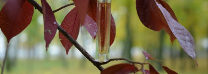 Запах города. Так пахнет осенний городской парк: Dolce&Gabbana Devotion