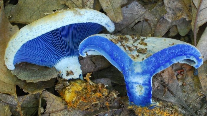 сьедобный гриб Lactarius indigo