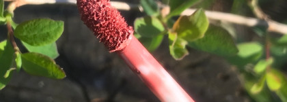 Розовый нюд на любой случай: стойкая помада Meet Matt(e) Hughes “Committed” от theBalm