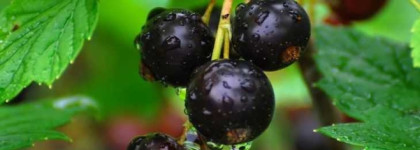 Aqua Allegoria Pamplelune от Guerlain