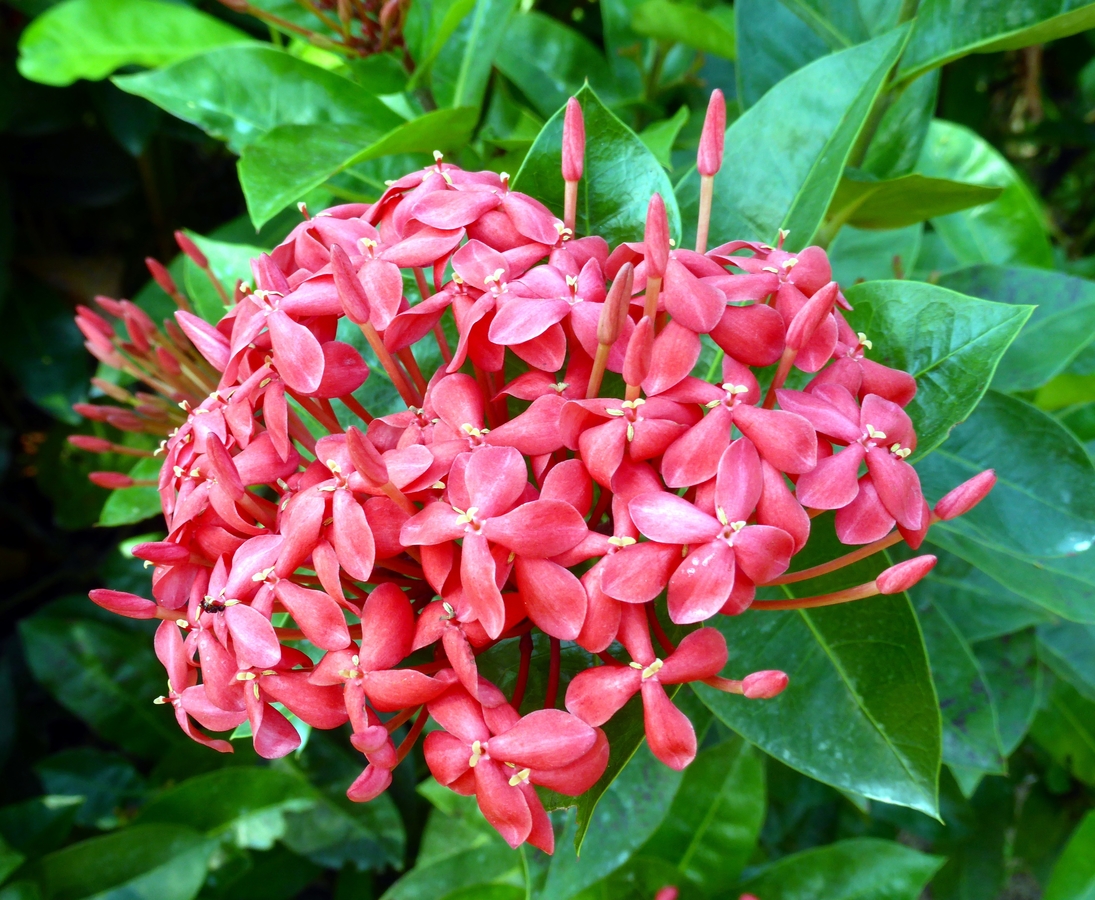 Колдовской цветок - квисквалис индийский