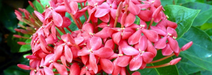 Gucci Bloom от Gucci