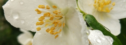 Gucci Bloom от Gucci