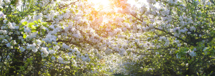 La Belle et l'Ocelot Eau de Toilette от Salvador Dali