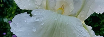 Iris Poudre Frederic Malle - Так пахли руки моей бабушки и время, которое остановилось